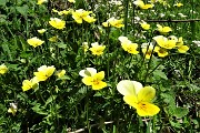 13 Viola tricolor